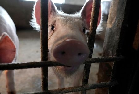 Special Report: Before coronavirus, China bungled swine epidemic with secrecy
