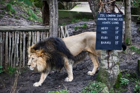 Shut by coronavirus, London Zoo seeks donations to safeguard animals