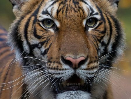 Tiger at New York’s Bronx Zoo tests positive for coronavirus