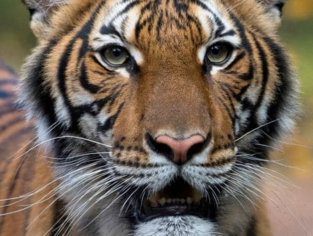 Tiger with COVID-19 gets meds, TLC from New York’s Bronx Zoo keepers