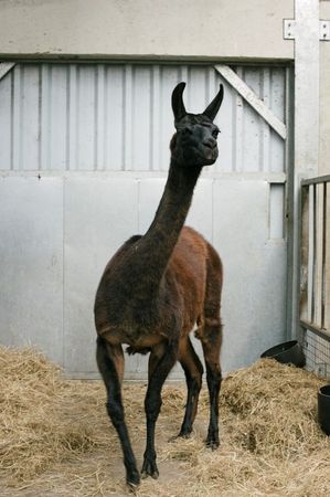 Belgian, U.S. scientists look to llama in search for COVID-19 treatment