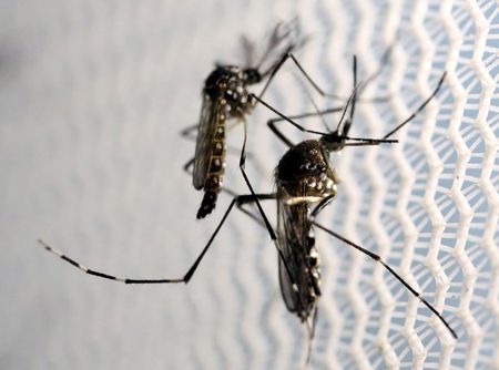 ‘Dengue kills too’ – Latin America faces two epidemics at once