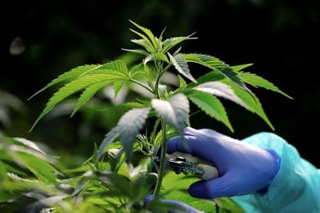 Israel approves medical cannabis exports