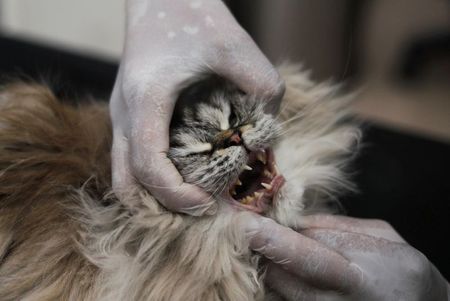 Don’t abandon us, we don’t transmit coronavirus, say Cairo dogs and cats