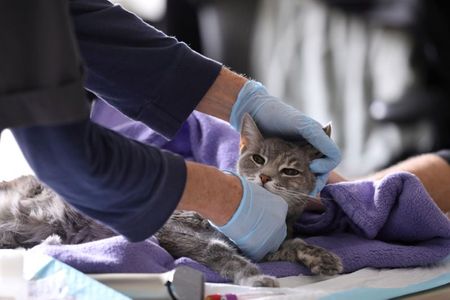 Cats can catch coronavirus, study finds, prompting WHO investigation