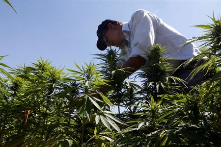 Lebanon legalizes cannabis farming for medicinal use