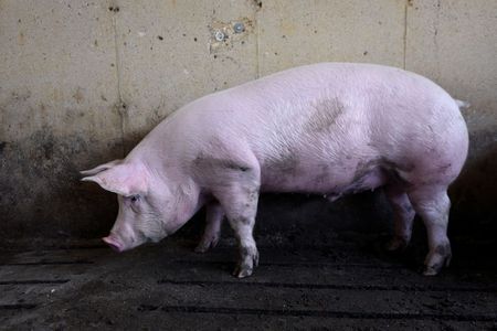 Piglets aborted, chickens gassed as pandemic slams meat sector