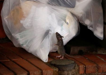 As Japan fights coronavirus with shutdowns, rats emerge onto deserted streets